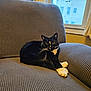 Stripe joined the competition — help win amazing prizes! animal, architecture, armchair, blackcat, building, cat, chair, couch, cushion, furniture, hardwood, homedecor, indoors, interiordesign, kitten, livingroom, manx, pet, room, wood
