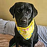 dog, labrador, black_dog, pet, bandana, yellow_bandana, bed, pillow, striped_pillow, indoor, animal, cute, sitting, portrait, canine, friendly, domestic_animal, fur, looking, cozy