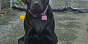 Bella joined the competition — help win amazing prizes! animal, black_labrador, calm, canine, car, chain_link_fence, collar, concrete, dog, domestic_animal, driveway, gate, leisure, outdoor, pet, pet_tag, quiet, sitting, vehicle, yellow_ball