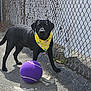 animal, bandana, black_dog, canine, chain_link_fence, daytime, dog, looking, outdoor, pavement, pet, playful, purple_ball, shadow, sidewalk, standing, sunlight, tennis_ball, white_wall, yellow_bandana