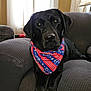 animal, armchair, bandana, black_dog, canine, companion, cozy, curtains, cute, dog, fur, furniture, indoor, natural_light, patriotic, paws, pet, portrait, resting, stars