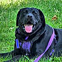 animal, black_dog, canine, closeup, dog, ears, four_legged, grass, greenery, happy, leisure, lying_down, muzzle, nature, outdoor, pet, portrait, purple_harness, summer, tongue_out