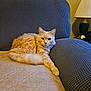 Buddy is registered to the contest to win money with this photo: animal, architecture, armchair, building, cat, chair, couch, cushion, furniture, homedecor, indoors, interiordesign, kitten, lamp, livingroom, manx, pet, room, tablelamp, wood