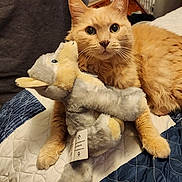 Buddy joined the competition — help win amazing prizes! animal, bed, blanket, carpet, cat, cozy, cute, domestic_animal, furniture, furry, indoor, mammal, orange_cat, pet, plush_toy, quilt, relaxed, resting, soft, stuffed_animal
