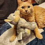 animal, bed, blanket, carpet, cat, cozy, cute, domestic_animal, furniture, furry, indoor, mammal, orange_cat, pet, plush_toy, quilt, relaxed, resting, soft, stuffed_animal