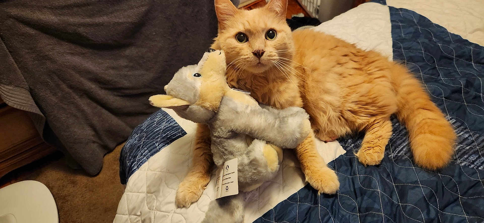 Buddy