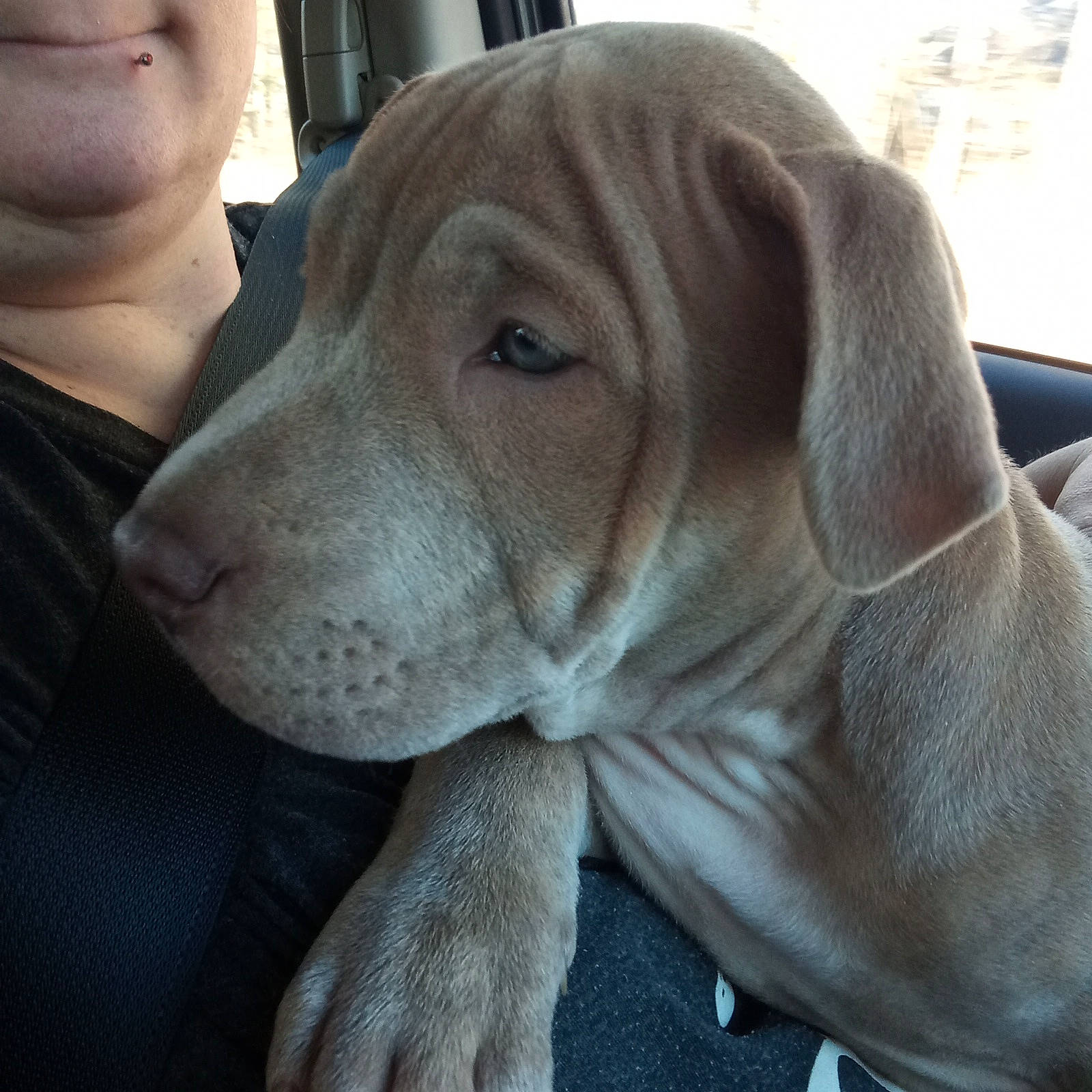 Butters is registered to the contest to win money with this photo: canidae, carnivore, comfort, companion_dog, dog, dog_breed, ear, fawn, gun_dog, hunting_dog, liver, non_sporting_group, snout, sporting_group, whiskers, working_animal, wrinkle