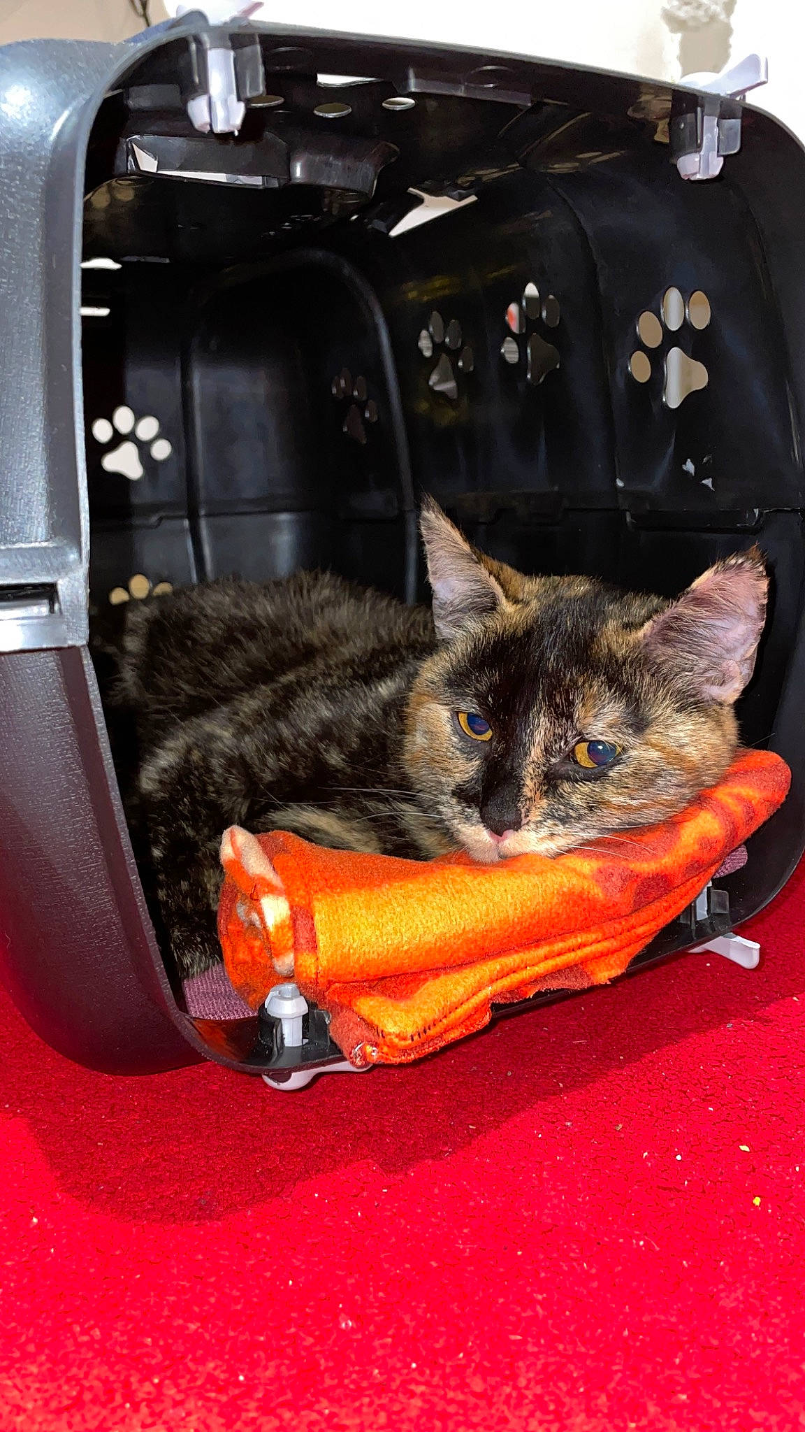 Minoush a rejoint le concours — aidez-le/la à gagner de superbes lots ! auto_part, automotive_tire, bag, baggage, car_seat, carnivore, cat, chair, comfort, domestic_short_haired_cat, felidae, fur, luggage_and_bags, motor_vehicle, sleeve, small_to_medium_sized_cats, tail, tire, vehicle_door, whiskers