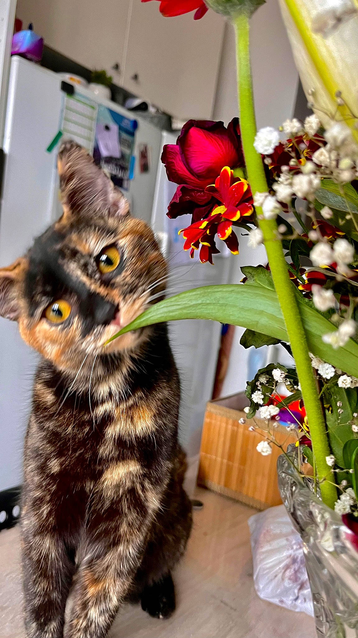 Minoush a rejoint le concours — aidez-le/la à gagner de superbes lots ! artificial_flower, carnivore, cat, domestic_short_haired_cat, event, felidae, floral_design, floristry, flower, flower_arranging, flowering_plant, flowerpot, fur, paw, petal, plant, small_to_medium_sized_cats, tail, whiskers, window