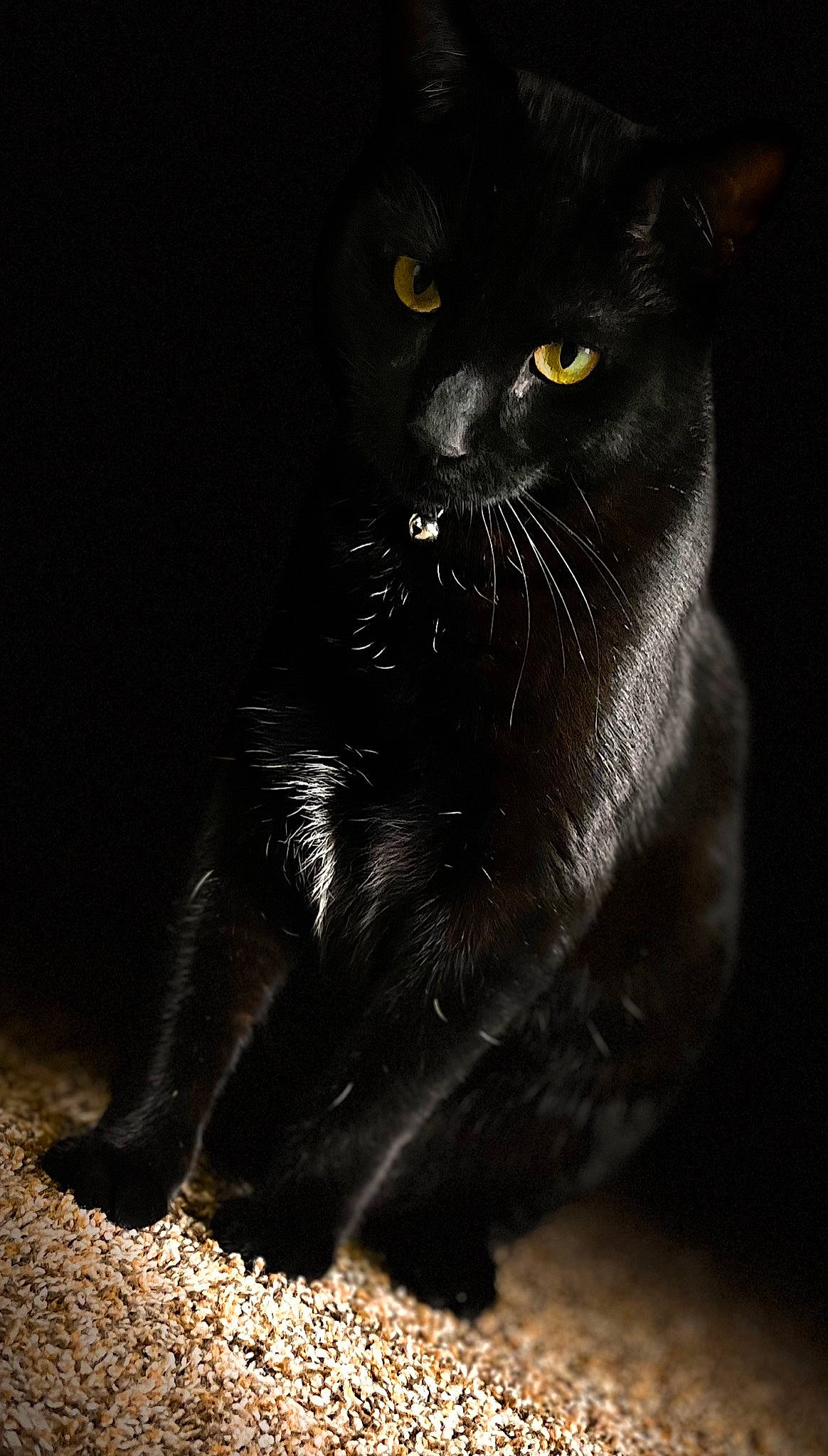 Beanz is registered to the contest to win money with this photo: black_cat, bombay, carnivore, cat, claw, darkness, domestic_short_haired_cat, felidae, fur, monochrome_photography, paw, small_to_medium_sized_cats, snout, soil, tail, terrestrial_animal, whiskers, wildlife