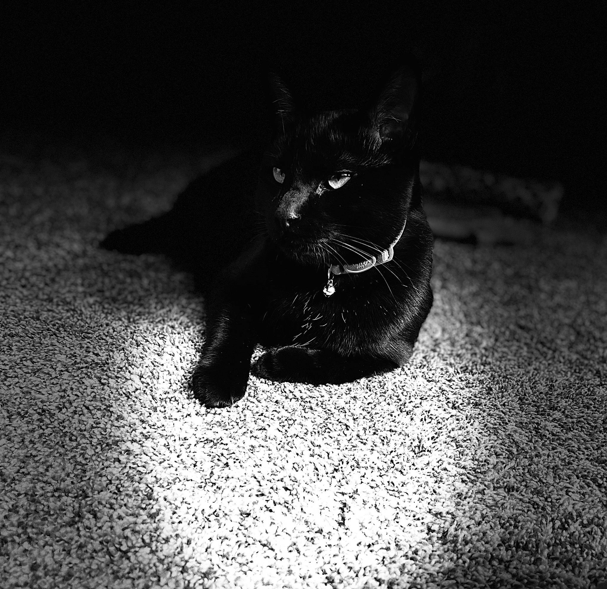 Beanz is registered to the contest to win money with this photo: black_and_white, black_cat, carnivore, cat, close_up, darkness, eye, felidae, flooring, foot, grass, grey, human_leg, monochrome_photography, road_surface, small_to_medium_sized_cats, snout, tail, tints_and_shades, whiskers