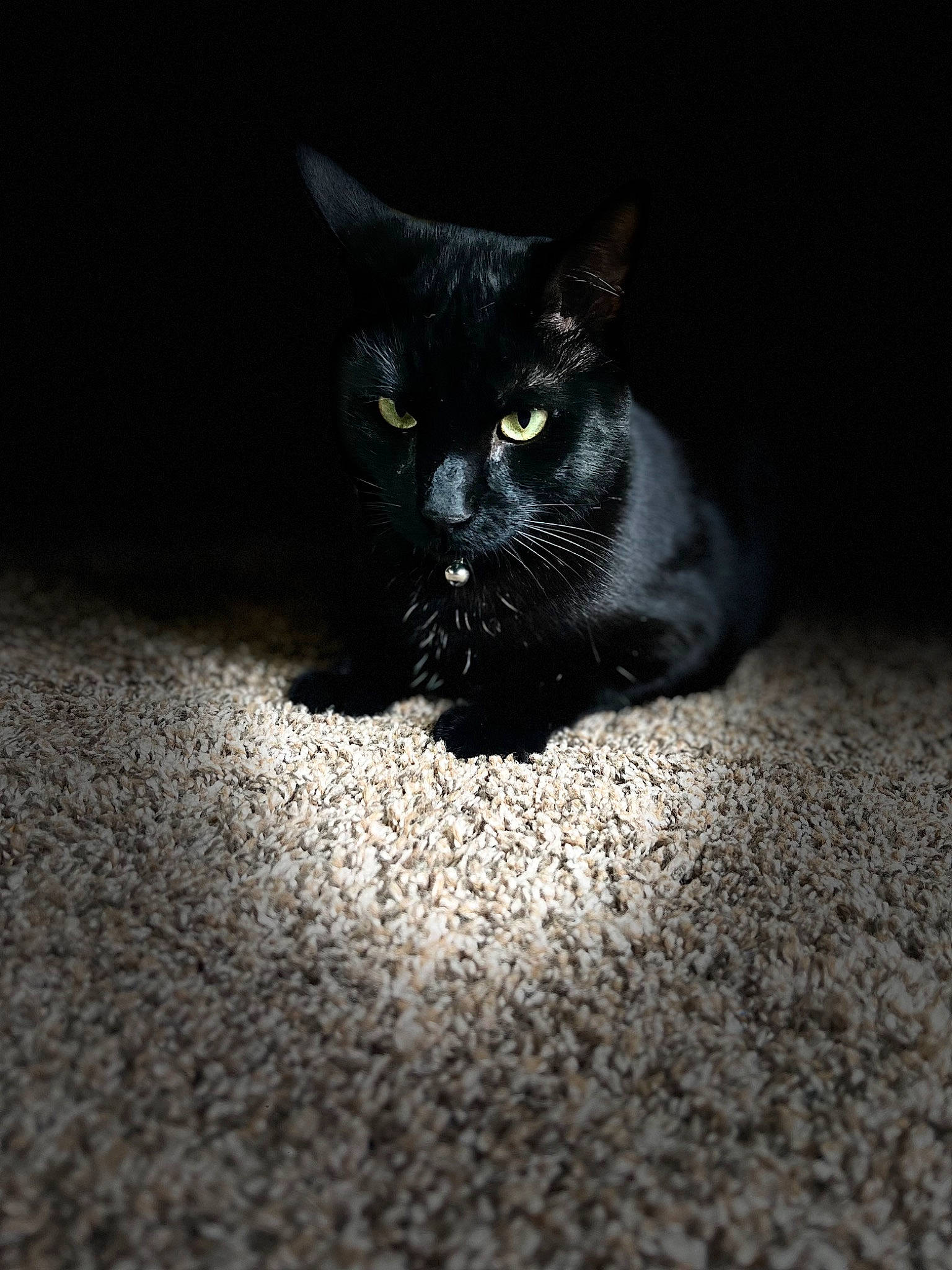 Beanz is registered to the contest to win money with this photo: black_cat, bombay, carnivore, cat, claw, darkness, domestic_short_haired_cat, eye, felidae, flooring, fur, paw, road_surface, small_to_medium_sized_cats, snout, tail, terrestrial_animal, tints_and_shades, whiskers, wildlife