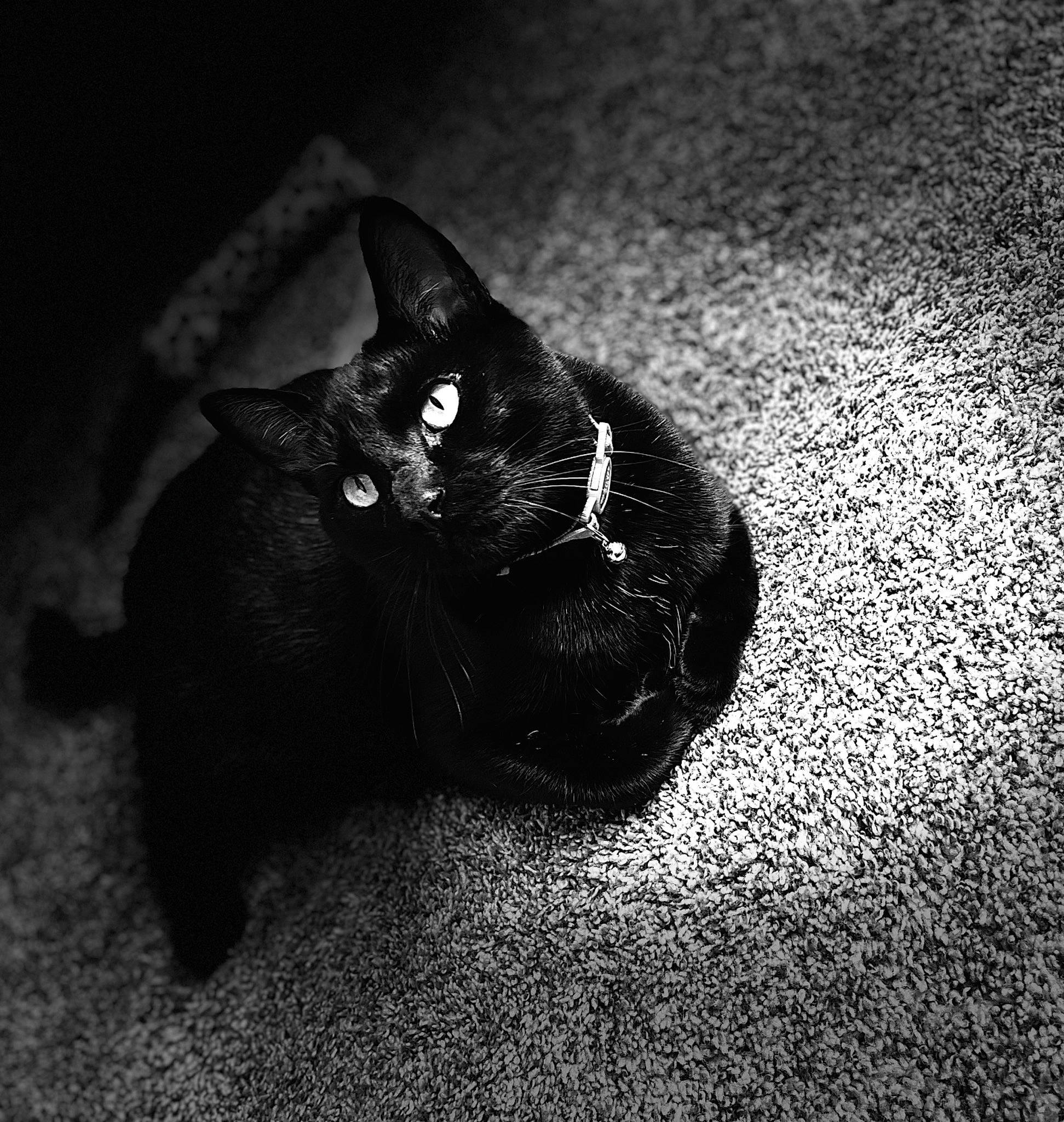 Beanz is registered to the contest to win money with this photo: black_and_white, black_cat, carnivore, cat, darkness, domestic_short_haired_cat, felidae, flooring, fur, grass, grey, monochrome, monochrome_photography, road_surface, small_to_medium_sized_cats, snout, style, tail, tints_and_shades, whiskers