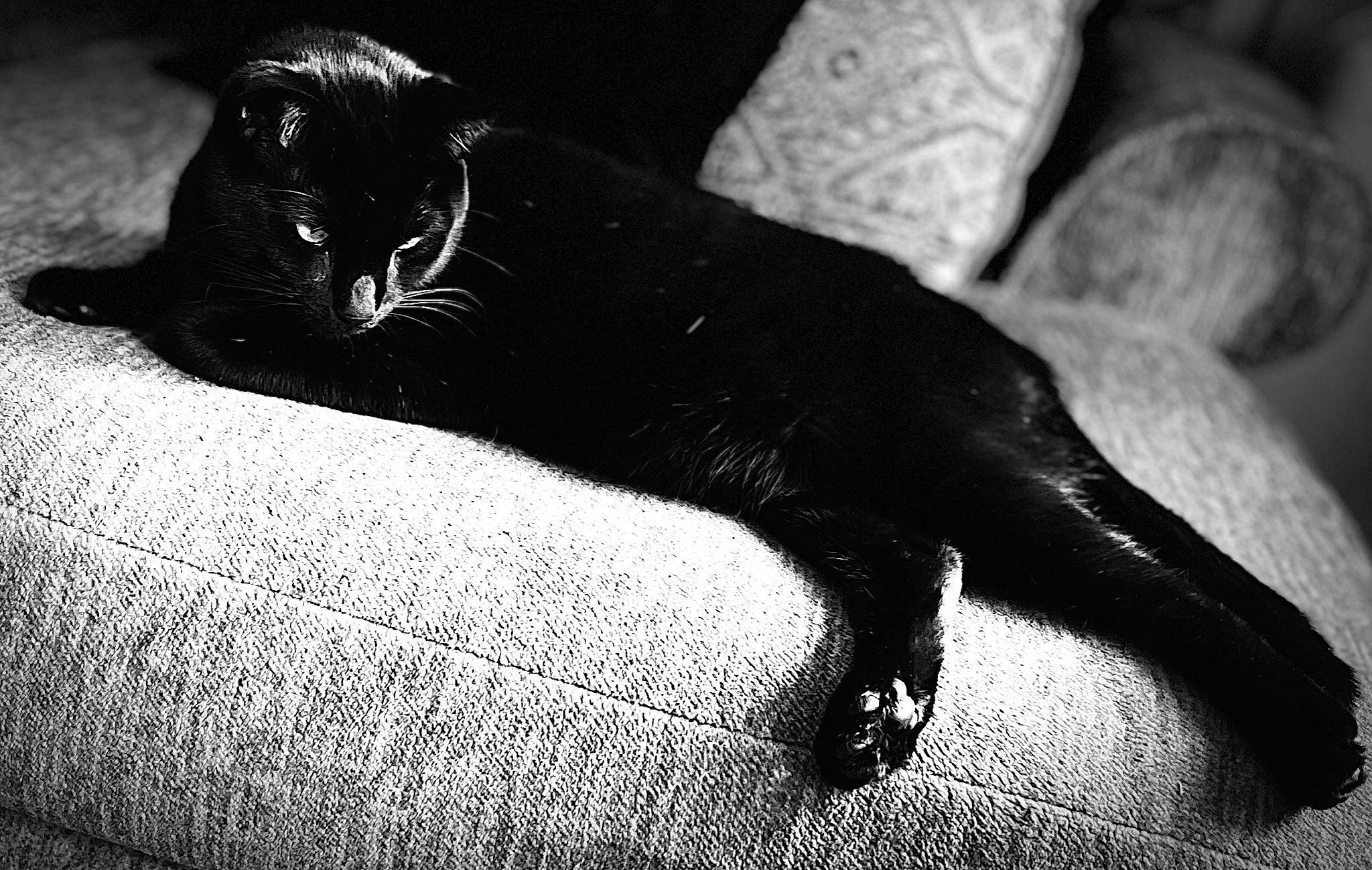 Beanz joined the competition — help win amazing prizes! black, black_and_white, black_cat, bombay, carnivore, cat, comfort, domestic_short_haired_cat, felidae, fur, grey, monochrome, monochrome_photography, small_to_medium_sized_cats, snout, style, tail, terrestrial_animal, tints_and_shades, whiskers