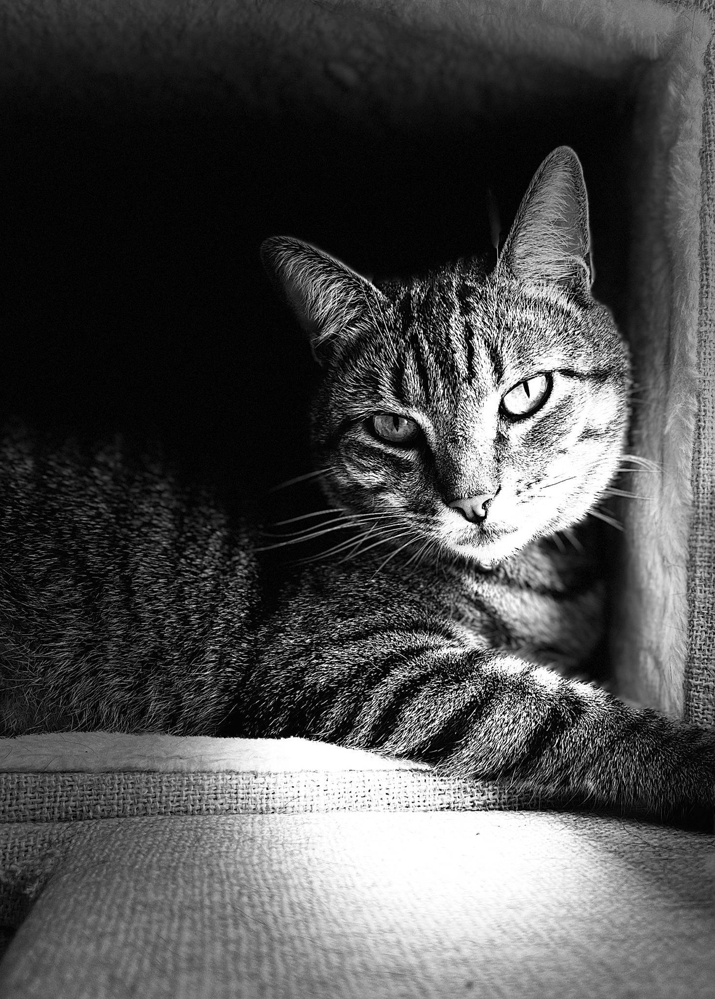 Blaze is registered to the contest to win money with this photo: black, black_and_white, carnivore, cat, comfort, darkness, domestic_short_haired_cat, eye, felidae, fur, grey, monochrome, monochrome_photography, sitting, small_to_medium_sized_cats, snout, style, tree, whiskers, wildlife
