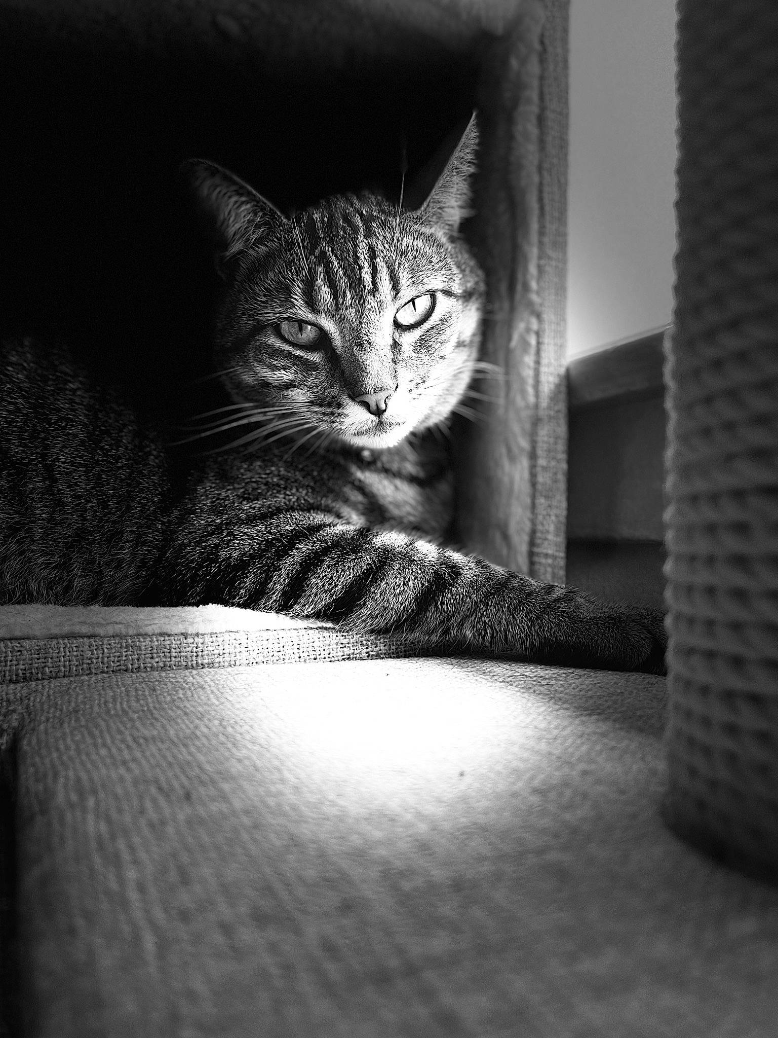 Blaze is registered to the contest to win money with this photo: black_and_white, carnivore, cat, comfort, darkness, domestic_short_haired_cat, eye, felidae, flooring, fur, grey, monochrome, monochrome_photography, small_to_medium_sized_cats, snout, tail, terrestrial_animal, tints_and_shades, whiskers, wood