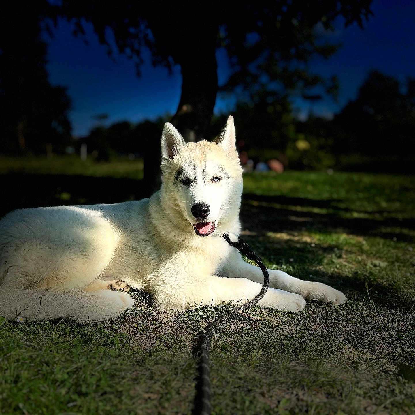 Ahyoka a rejoint le concours — aidez-le/la à gagner de superbes lots ! animal, canine, daylight, dog, ears, eyes, fur, grass, husky, leash, muzzle, nature, outdoor, park, pet, portrait, resting, shadow, sunlight, white_fur