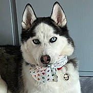 Jax Stone is registered to the contest to win money with this photo: dog, siberian_husky, blue_eyes, bandana, collar, pet, indoor, portrait, fur, animal, muzzle, ears, nose, tag, paw_prints, white_fur, black_fur, calm, looking_at_camera, close_up