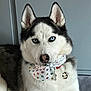 dog, siberian_husky, blue_eyes, bandana, collar, pet, indoor, portrait, fur, animal, muzzle, ears, nose, tag, paw_prints, white_fur, black_fur, calm, looking_at_camera, close_up