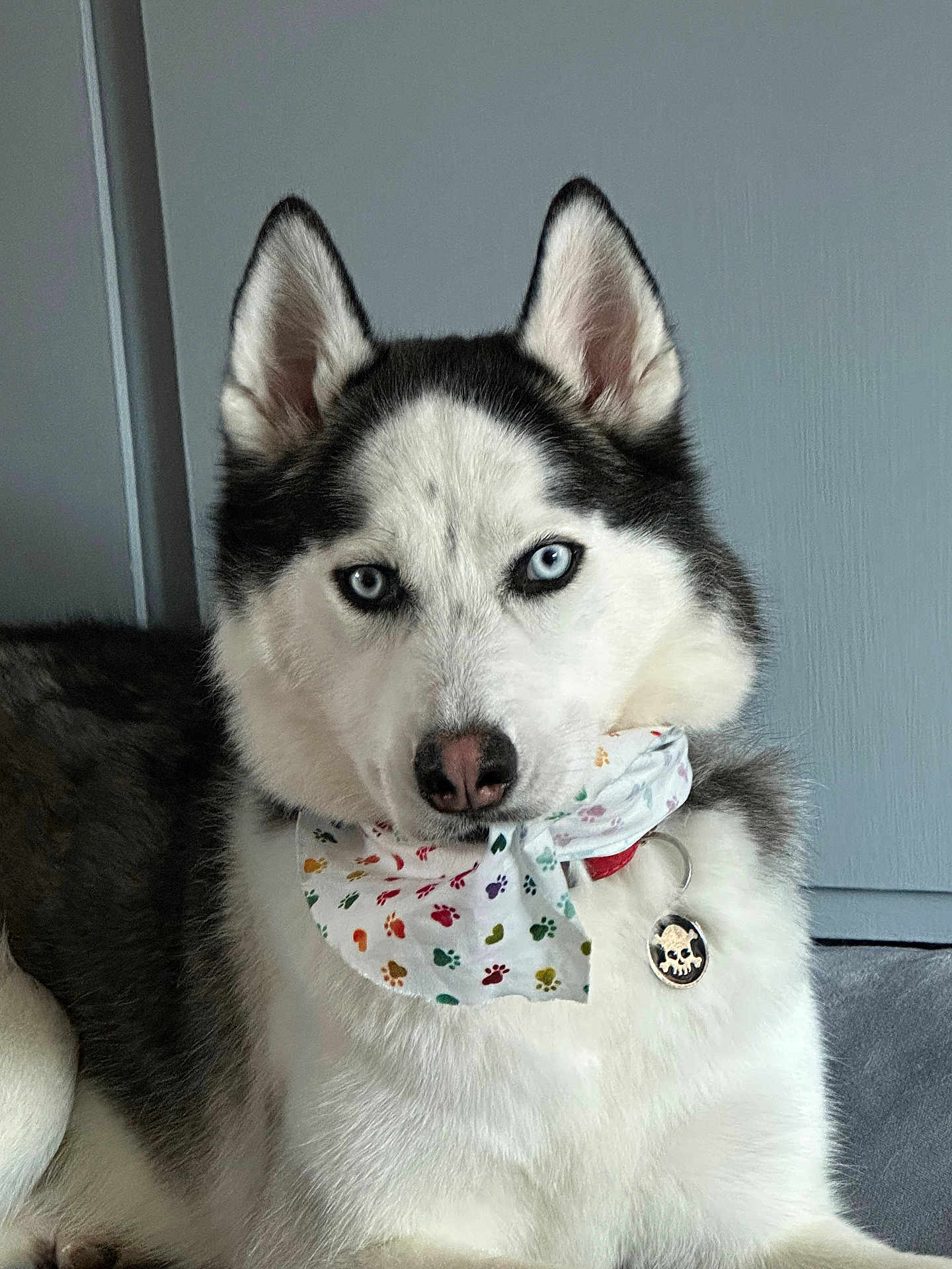 Jax Stone is registered to the contest to win money with this photo: dog, siberian_husky, blue_eyes, bandana, collar, pet, indoor, portrait, fur, animal, muzzle, ears, nose, tag, paw_prints, white_fur, black_fur, calm, looking_at_camera, close_up