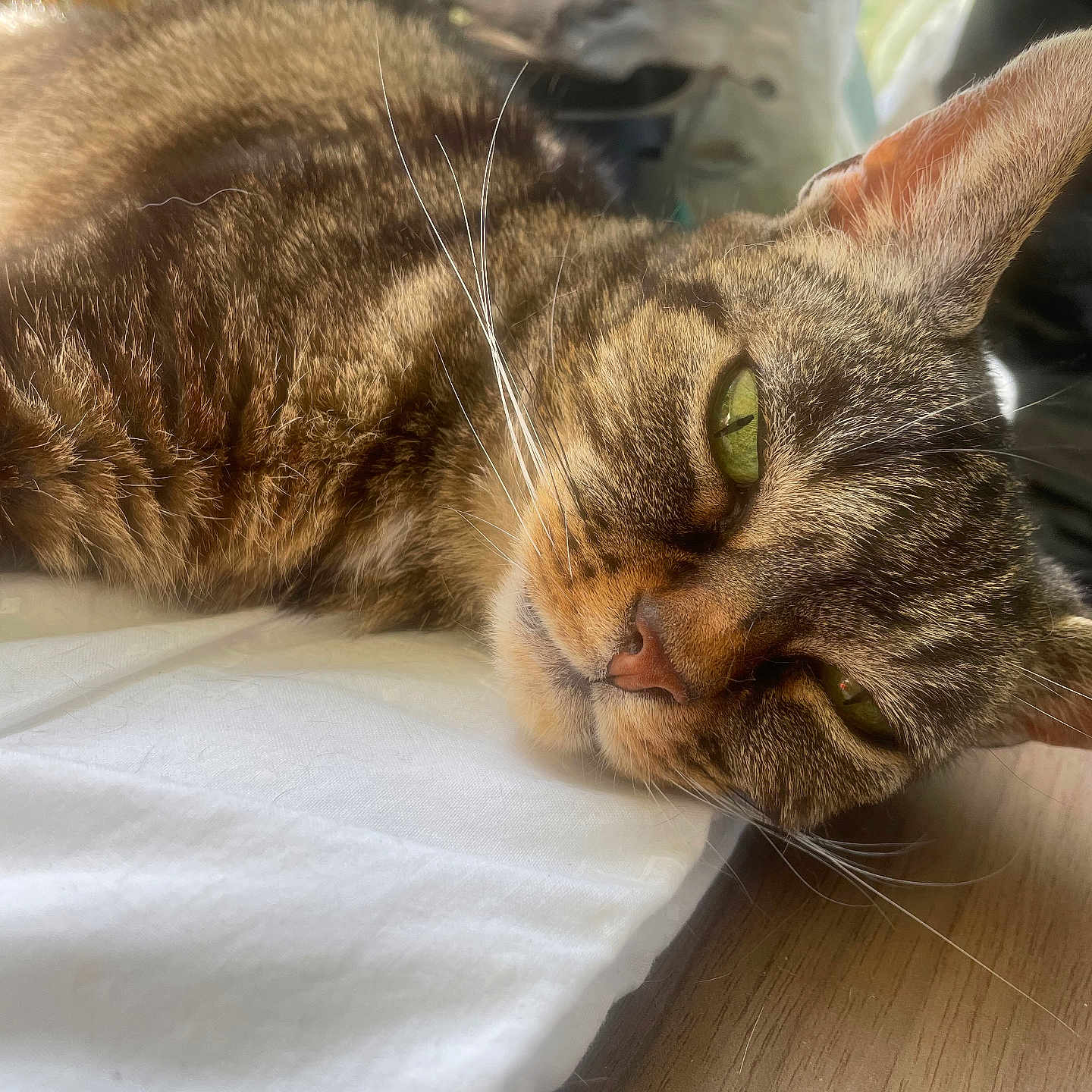 Kitty a rejoint le concours — aidez-le/la à gagner de superbes lots ! abyssinian, animal, blanket, cat, computer, couch, electronics, face, furniture, hardwood, head, kitten, laptop, manx, pc, person, pet, shelf, sleeping, wood