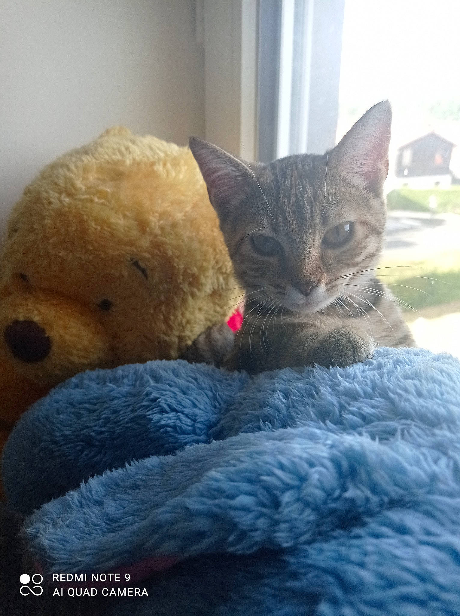 Kaline participe au concours pour gagner de l'argent avec cette photo : carnivore, cat, claw, comfort, domestic_short_haired_cat, fawn, felidae, fur, grey, paw, plant, sitting, small_to_medium_sized_cats, snout, stuffed_toy, tail, toy, tree, whiskers, window