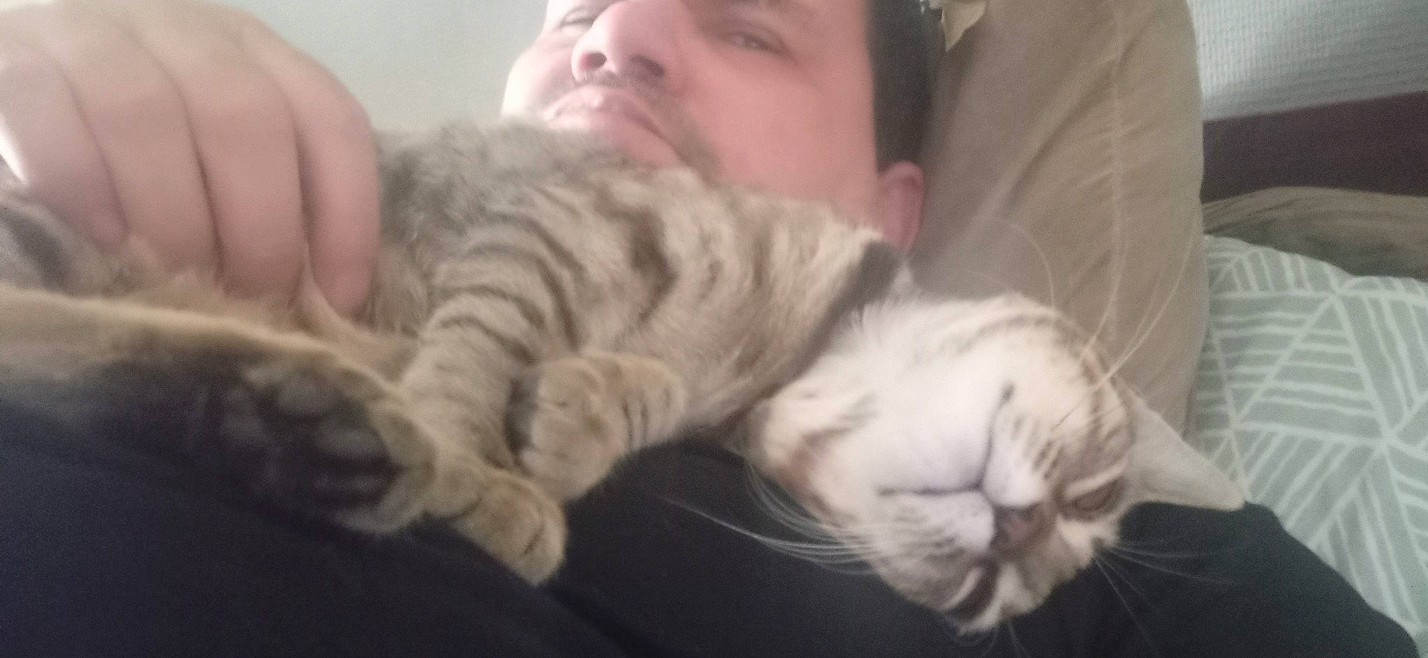 Kaline participe au concours pour gagner de l'argent avec cette photo : beard, carnivore, cat, comfort, ear, eye, felidae, fur, gesture, nap, nose, paw, skin, small_to_medium_sized_cats, snout, tail, thumb, whiskers, wool, wrinkle