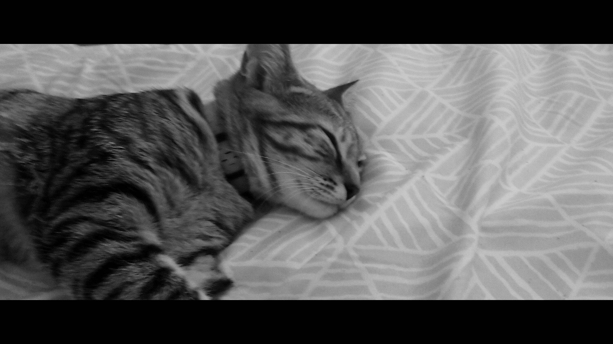 Kaline a rejoint le concours — aidez-le/la à gagner de superbes lots ! bored, carnivore, cat, comfort, darkness, domestic_short_haired_cat, eye, felidae, fur, grey, monochrome, monochrome_photography, nap, paw, sleep, small_to_medium_sized_cats, snout, terrestrial_animal, whiskers, wrinkle