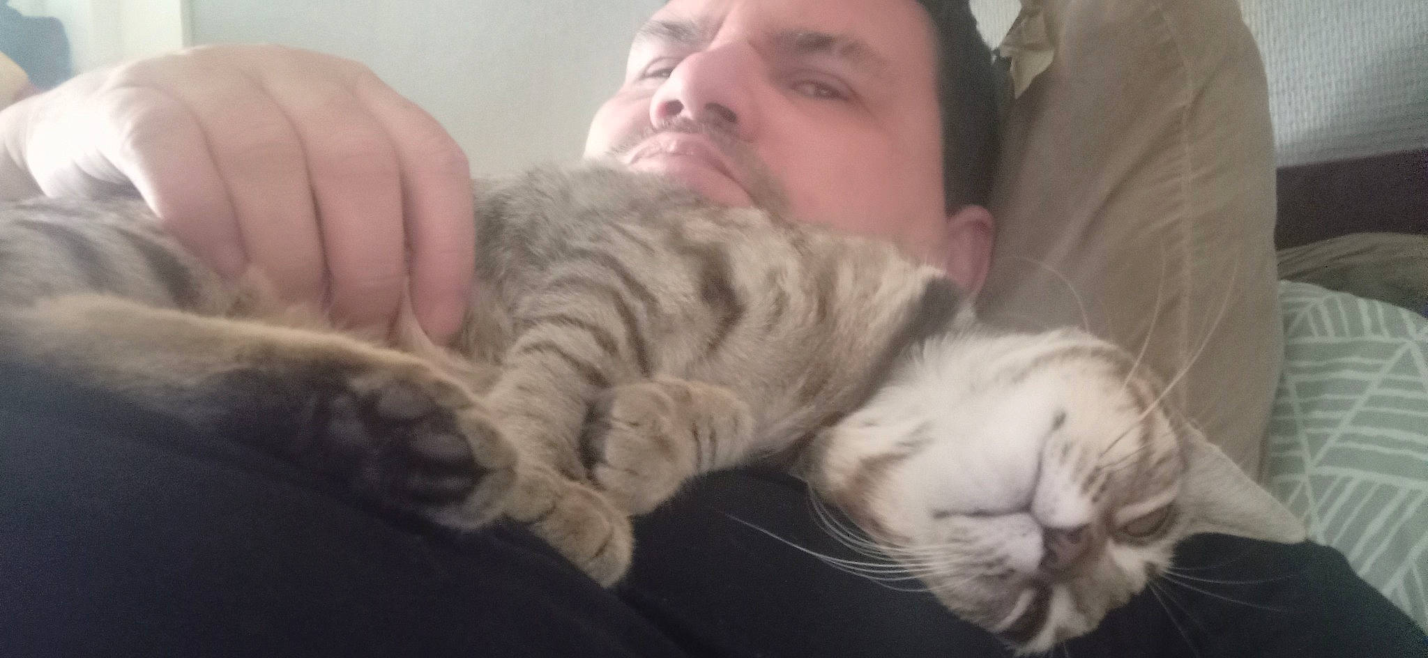 Kaline participe au concours pour gagner de l'argent avec cette photo : carnivore, cat, claw, comfort, domestic_short_haired_cat, ear, felidae, fur, gesture, hug, nap, nose, paw, skin, sleep, small_to_medium_sized_cats, snout, tail, whiskers, wool