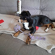 Floky a rejoint le concours — aidez-le/la à gagner de superbes lots ! puppy, dog, couch, blanket, toy, rope_toy, red_toy, black_dog, brown_dog, white_dog, indoor, pet, resting, furniture, cozy, fabric, cord, power_strip, relaxing, household