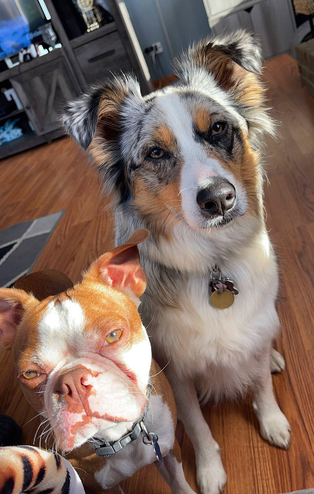 Remy is registered to the contest to win money with this photo: canidae, carnivore, chair, collar, companion_dog, dog, dog_breed, dog_supply, fawn, fur, herding_dog, paw, small_terrier, snout, sporting_group, suidae, toy_dog, whiskers, working_animal, working_dog