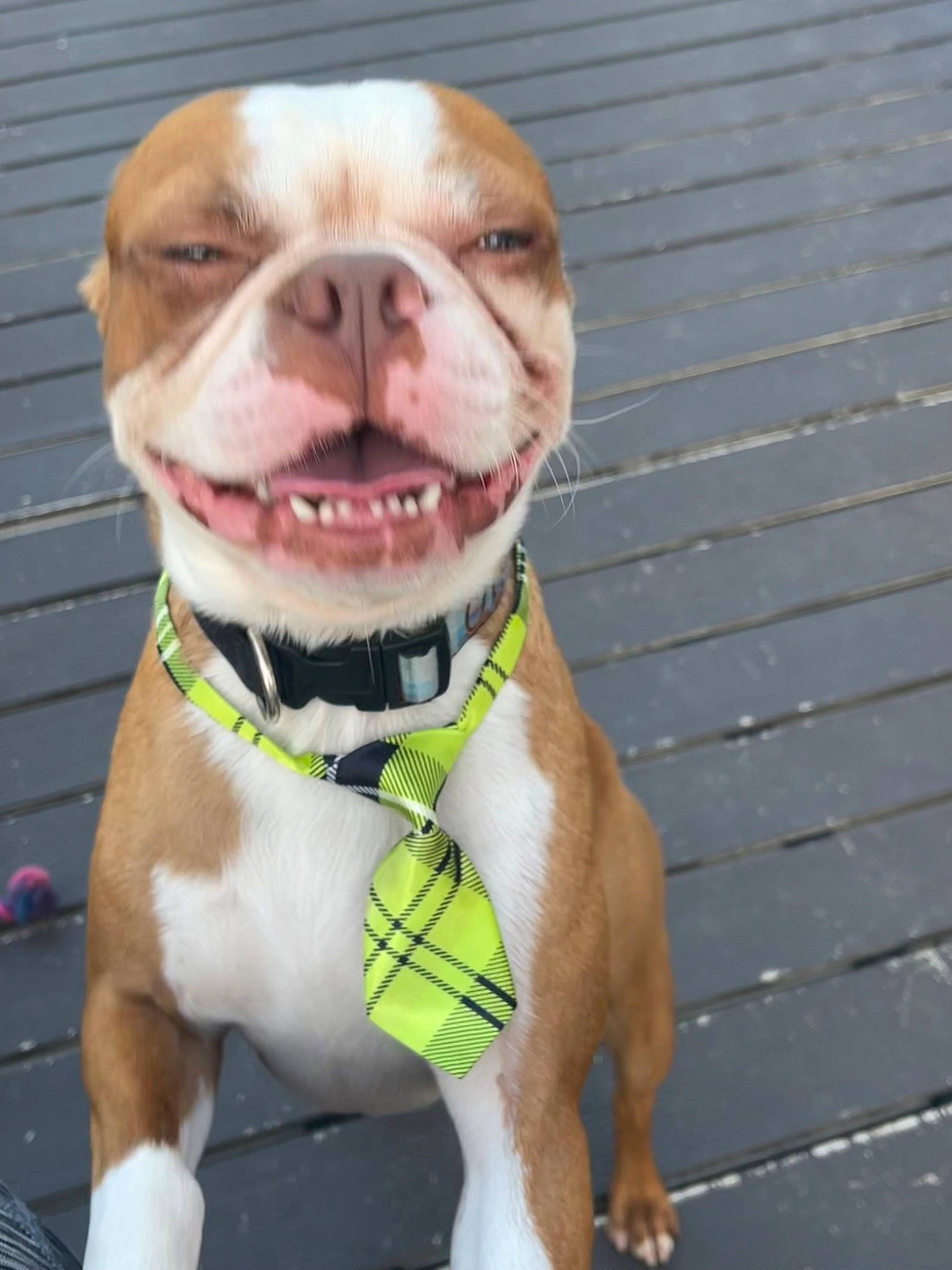 Remy joined the competition — help win amazing prizes! canidae, carnivore, collar, companion_dog, dog, dog_breed, dog_clothes, dog_collar, dog_supply, fawn, fur, leash, liver, pet_supply, snout, sporting_group, tie, whiskers, working_animal, wrinkle