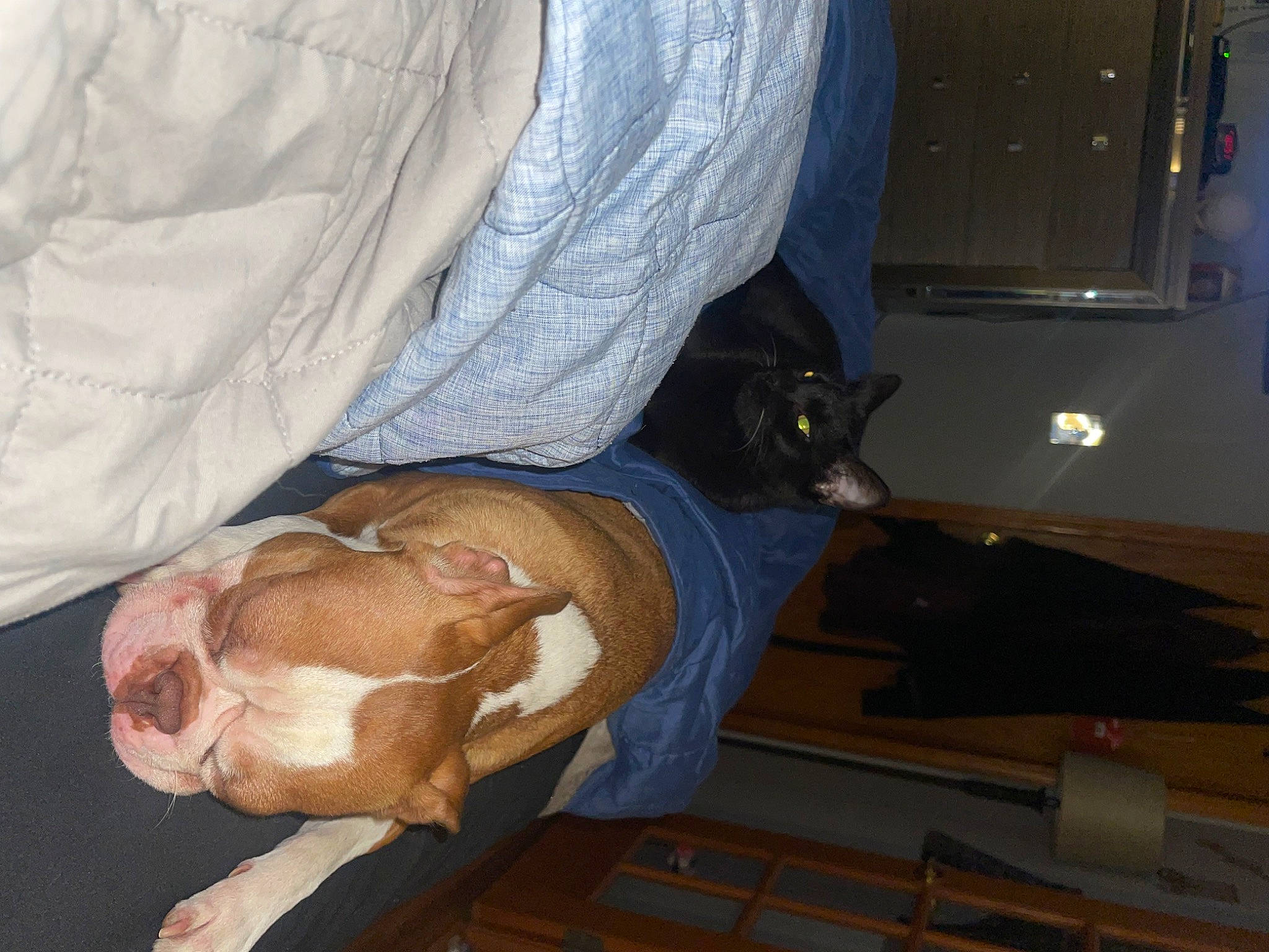 Remy joined the competition — help win amazing prizes! canidae, carnivore, cat, comfort, companion_dog, dog, dog_breed, elbow, fawn, felidae, fur, hardwood, human_leg, lap, room, small_to_medium_sized_cats, sporting_group, tail, whiskers, wood