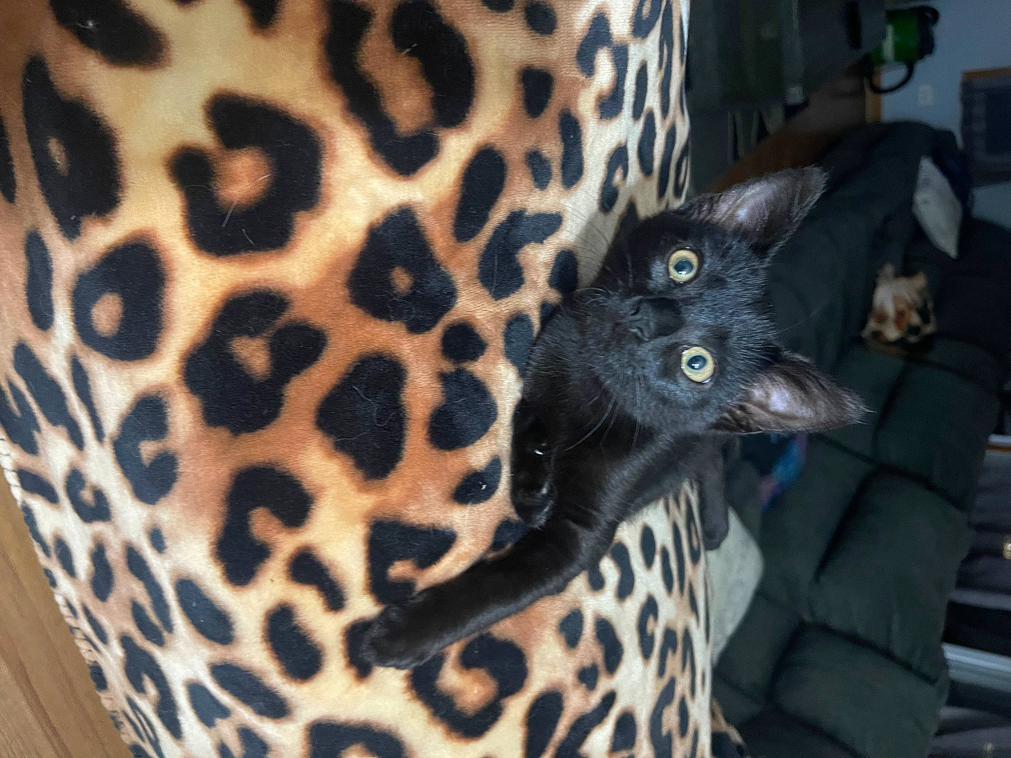 Teddy is registered to the contest to win money with this photo: big_cats, carnivore, cat, comfort, domestic_short_haired_cat, ear, fawn, felidae, fur, giraffidae, human_body, organ, pattern, small_to_medium_sized_cats, snout, tail, terrestrial_animal, tree, whiskers, white