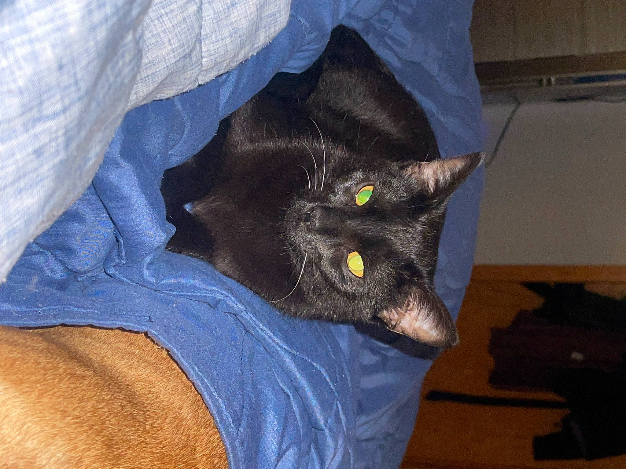 Teddy is registered to the contest to win money with this photo: black_cat, carnivore, cat, claw, comfort, domestic_short_haired_cat, electric_blue, felidae, fur, grey, hardwood, havana_brown, human_leg, small_to_medium_sized_cats, snout, tail, whiskers