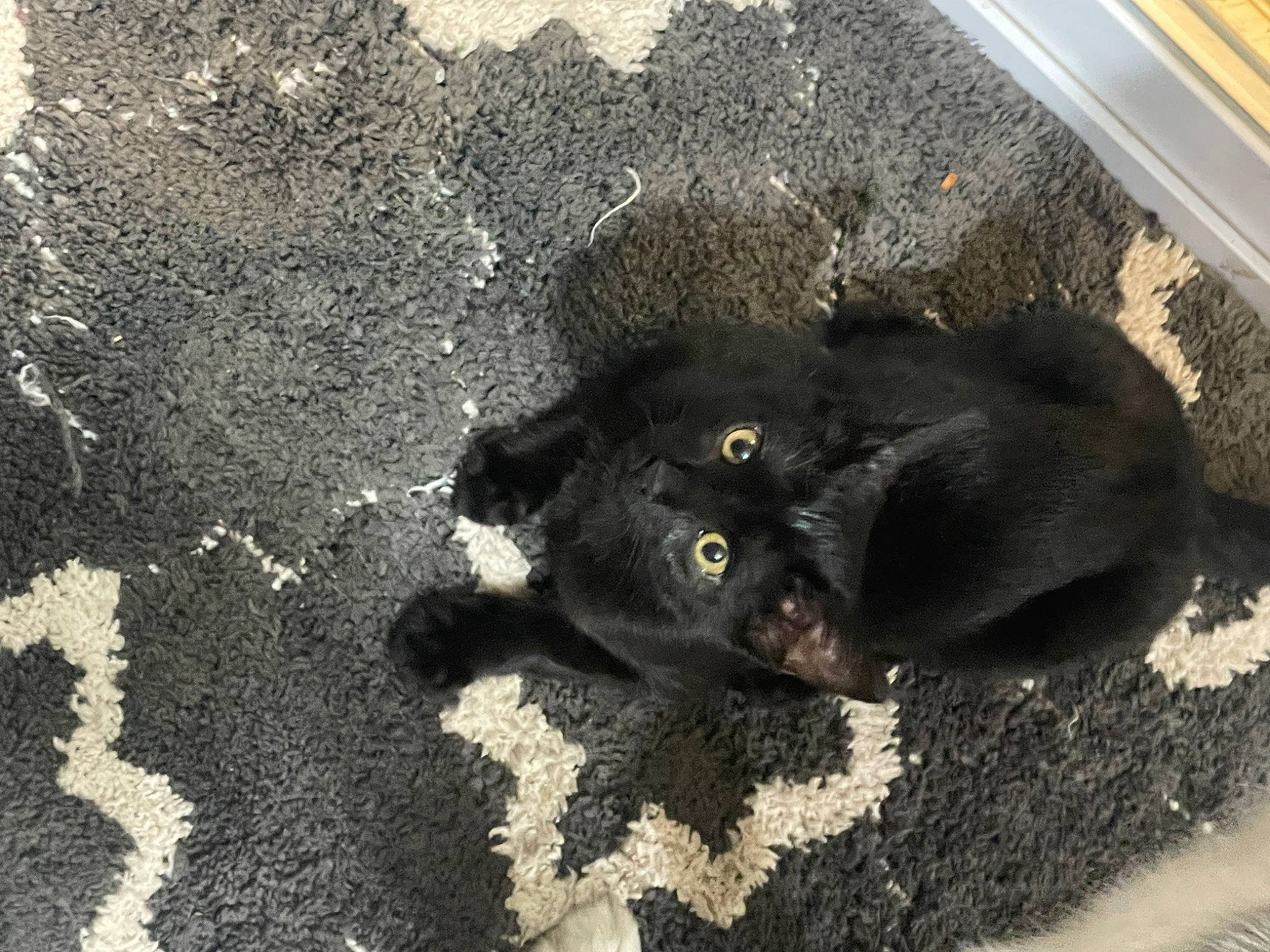 Teddy joined the competition — help win amazing prizes! asphalt, black_cat, bombay, canidae, carnivore, cat, claw, dog_breed, domestic_short_haired_cat, felidae, fur, paw, road_surface, small_to_medium_sized_cats, snout, soil, sporting_group, tail, terrestrial_animal, whiskers