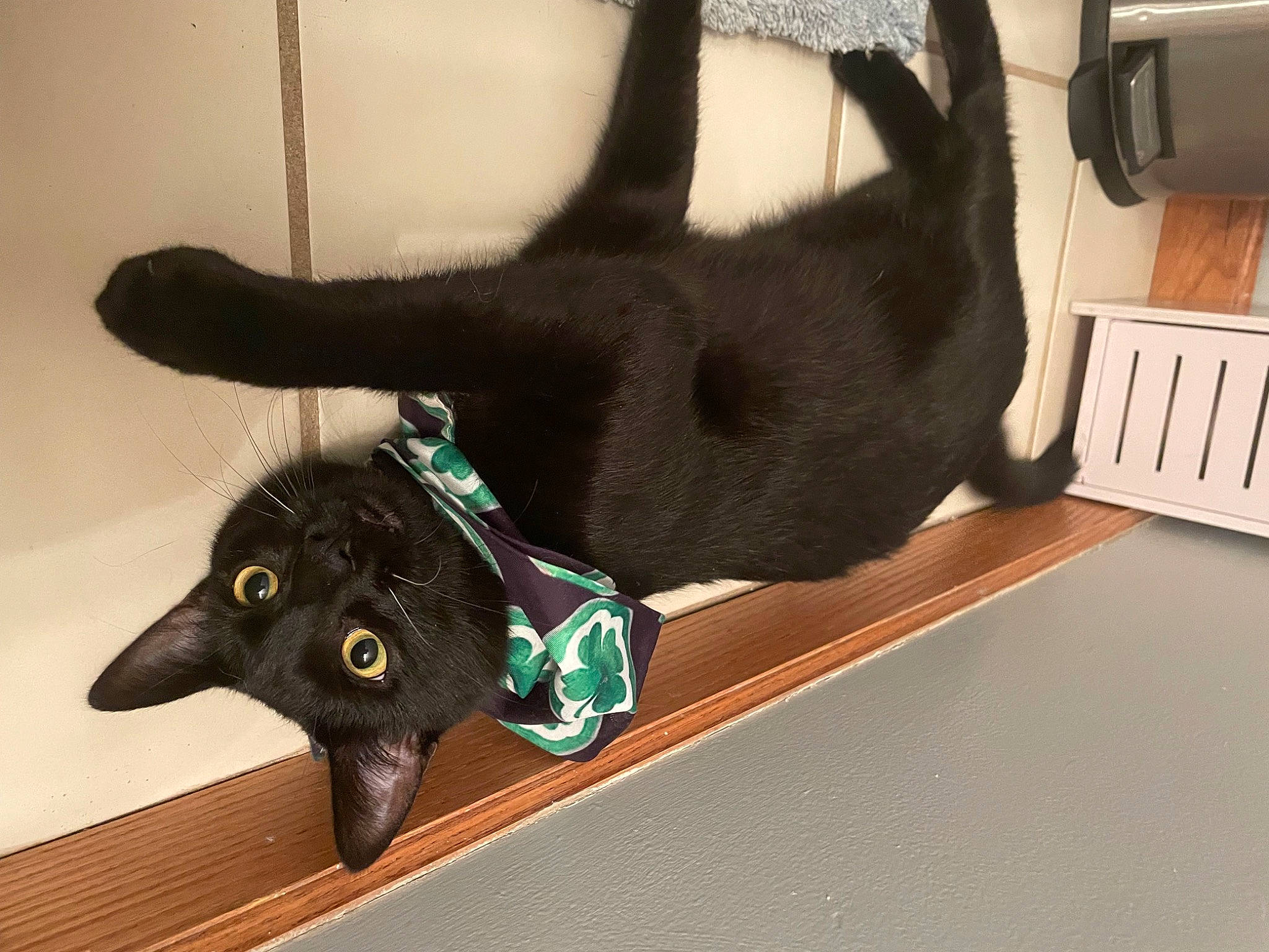 Teddy joined the competition — help win amazing prizes! black_cat, bombay, carnivore, cat, collar, comfort, dog_breed, ear, fashion_accessory, felidae, flooring, foot, fur, gesture, pet_supply, small_to_medium_sized_cats, snout, tail, terrestrial_animal, whiskers