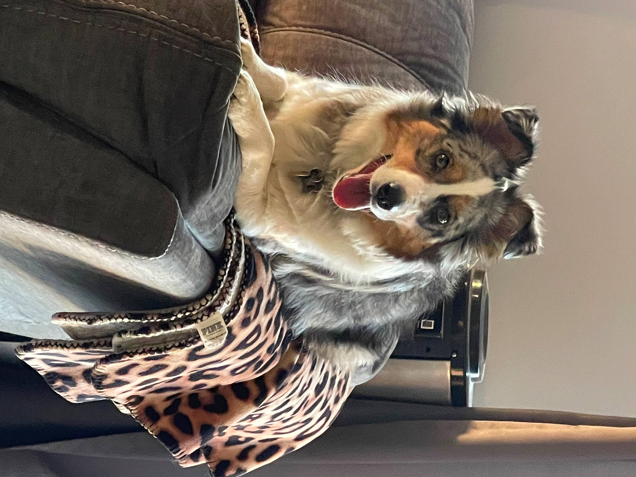 Paris is registered to the contest to win money with this photo: canidae, carnivore, comfort, companion_dog, couch, dog, dog_breed, dog_supply, eyewear, fashion_accessory, fawn, feather, felidae, small_to_medium_sized_cats, snout, sporting_group, sunglasses, tail, toy_dog, whiskers