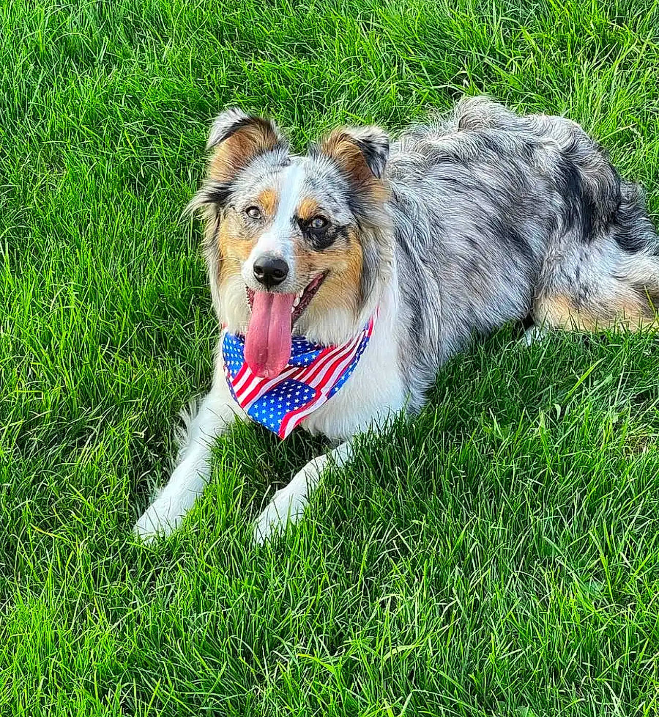 Paris joined the competition — help win amazing prizes! art, canidae, carnivore, collar, companion_dog, dog, dog_breed, dog_supply, fang, grass, groundcover, herding_dog, people_in_nature, plant, scotch_collie, snout, sporting_group, terrestrial_animal, whiskers, working_dog