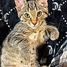 animal, blanket, cat, cozy, cute, ears, eyes, feline, fur, indoor, kitten, pattern, paw, pet, plaid, relaxed, resting, tabby, whiskers, young