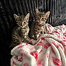 animal, blanket, cat, cozy, curious, cute, domestic_cat, feline, indoor, kitten, lips_pattern, pattern, pet, plush, resting, soft_texture, tabby, tongue_out, two_animals, young