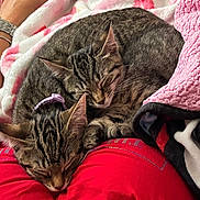 Kash And Lucki joined the competition — help win amazing prizes! animal, blanket, bracelet, cat, collar, cozy, cute, domestic_animal, fur, human_arm, indoor, kitten, lap, pet, red_clothing, relaxation, resting, sleeping, tabby, watch