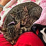 animal, blanket, bracelet, cat, collar, cozy, cute, domestic_animal, fur, human_arm, indoor, kitten, lap, pet, red_clothing, relaxation, resting, sleeping, tabby, watch