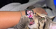 Kash And Lucki joined the competition — help win amazing prizes! animal, bite, blanket, cat, closeup, cozy, cuddle, fur, green_eyes, hand, indoor, paw, person, pet, playful, smartwatch, tabby_cat, watch, whiskers, wrist
