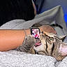 animal, bite, blanket, cat, closeup, cozy, cuddle, fur, green_eyes, hand, indoor, paw, person, pet, playful, smartwatch, tabby_cat, watch, whiskers, wrist