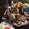 animal, blanket, cat, comfort, couch, cozy, curious, cute, domestic_cat, fur, indoor, kitten, person, pet, relaxing, resting, sleeping, striped, tabby_kittens, young_cat