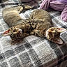animal, bed, blanket, cat, companion, cozy, cute, domestic_animal, feline, fur, indoor, paw, pet, playful, plush_toy, relaxing, resting, sleepy, tabby_cat, whiskers