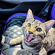 Kash joined the competition — help win amazing prizes! cat, kitten, tabby, pet, animal, car_seat, leather, black, purple, whiskers, fur, cute, happy, mouth_open, ears, eyes, sunlight, indoor, closeup, portrait