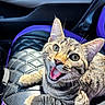 animal, black, car_seat, cat, closeup, cute, ears, eyes, fur, happy, indoor, kitten, leather, mouth_open, pet, portrait, purple, sunlight, tabby, whiskers