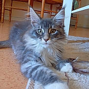 Luna participe au concours pour gagner de l'argent avec cette photo : animal, cat, curious, cute, feathers, floor, fluffy, furniture, gray, home, indoor, kitten, paw, pet, relaxed, rug, toy, white, wooden_chair, young